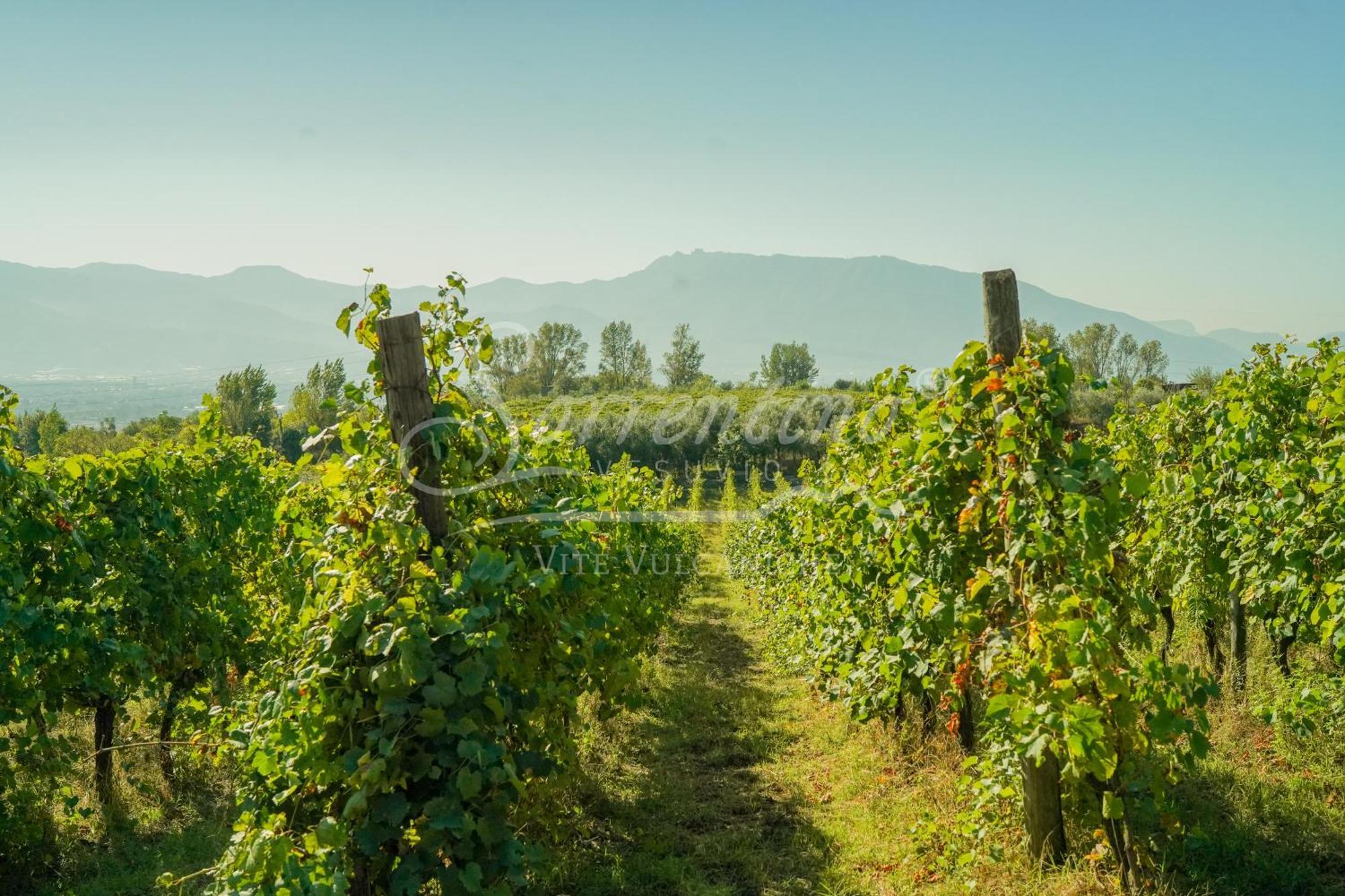 Vesuvio Inn Bed & Wine Experience Boscotrecase Zewnętrze zdjęcie